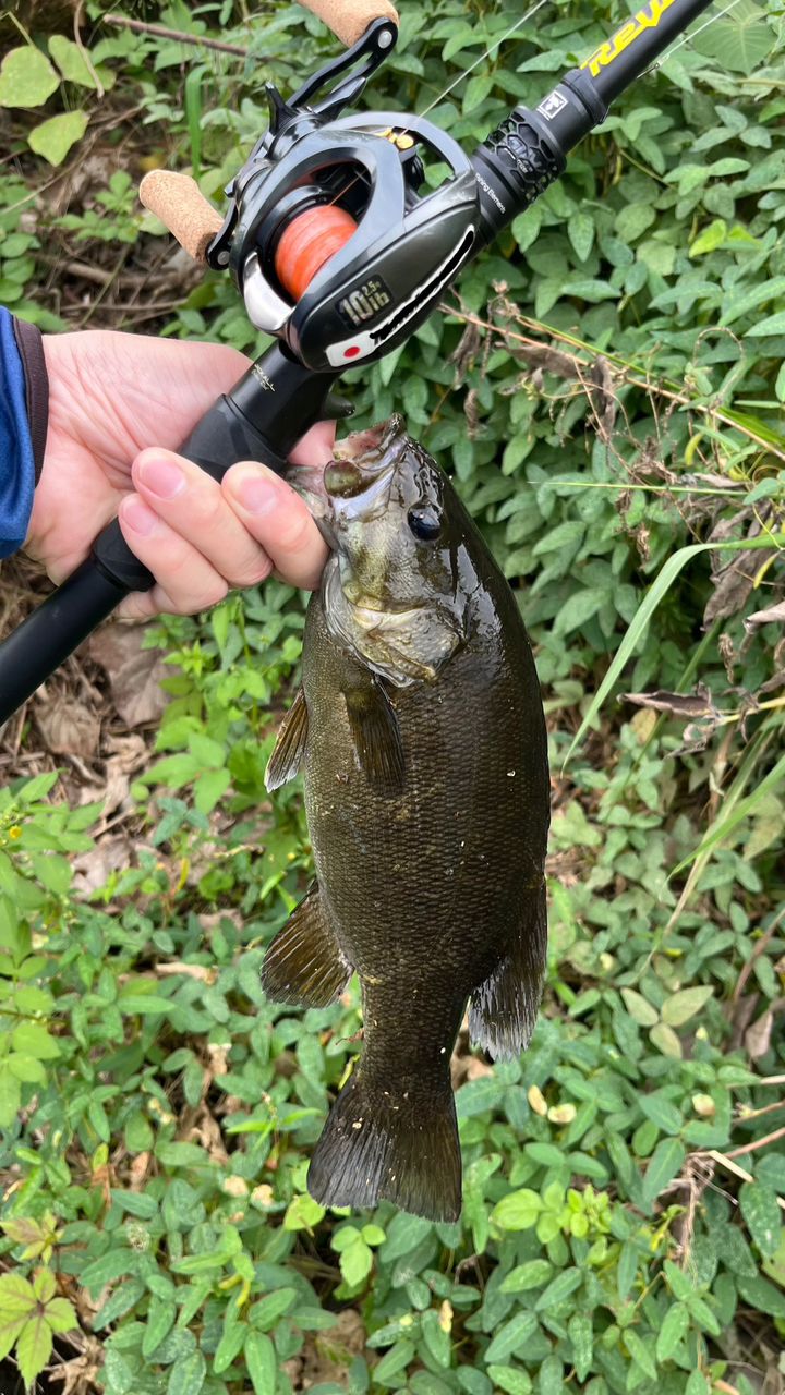 スモールマウスバス