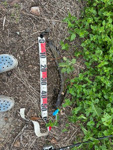 マナマズの釣果