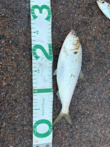 コノシロの釣果