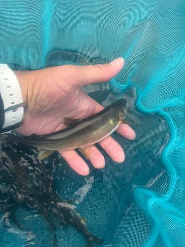 アユの釣果