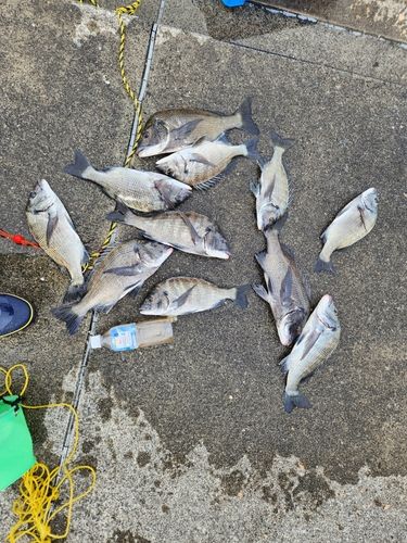 クロダイの釣果