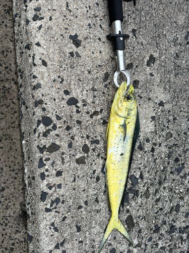 釣果