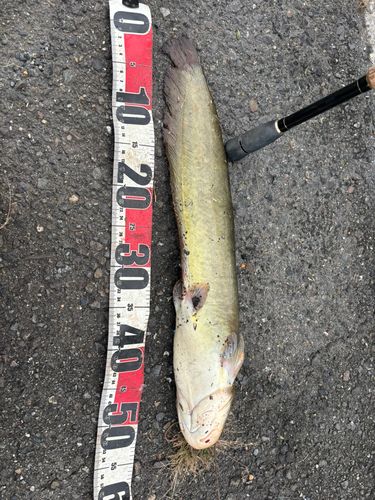 マナマズの釣果