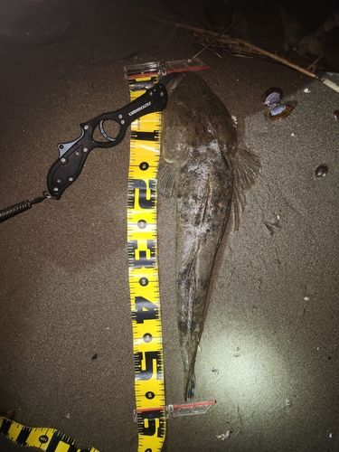 マゴチの釣果
