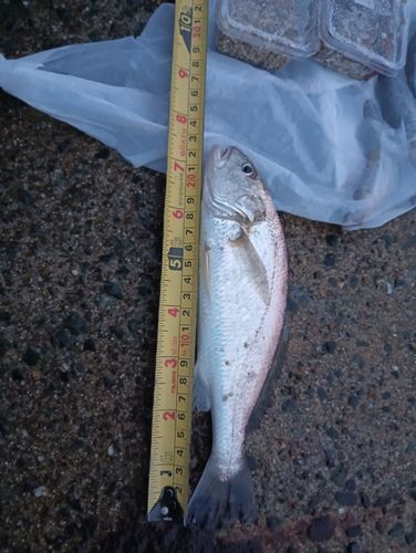 シログチの釣果