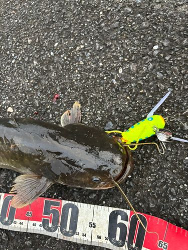 マナマズの釣果