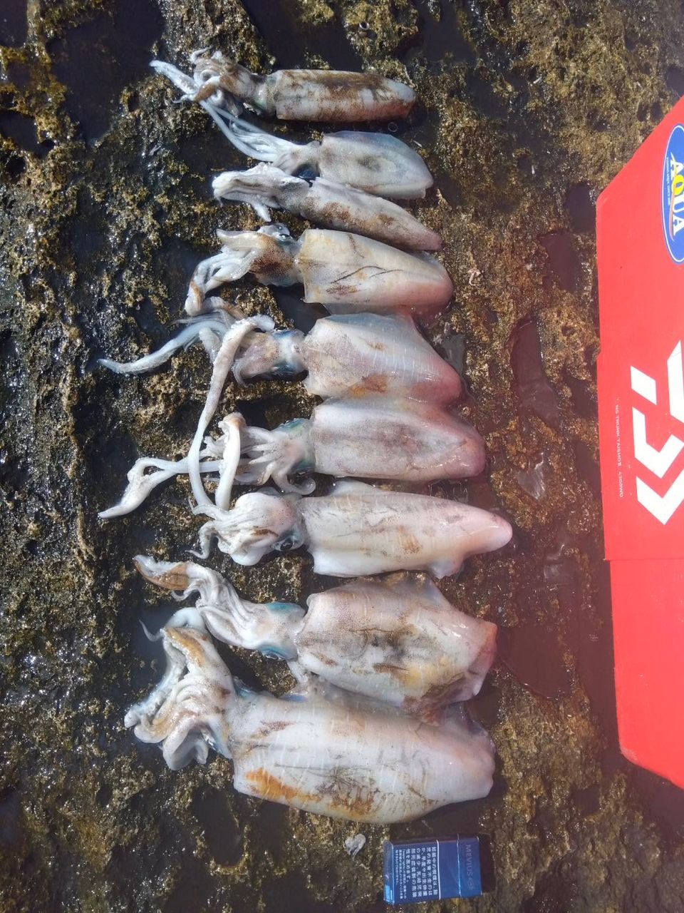 中村憲一@アクアシャインさんの釣果 2枚目の画像