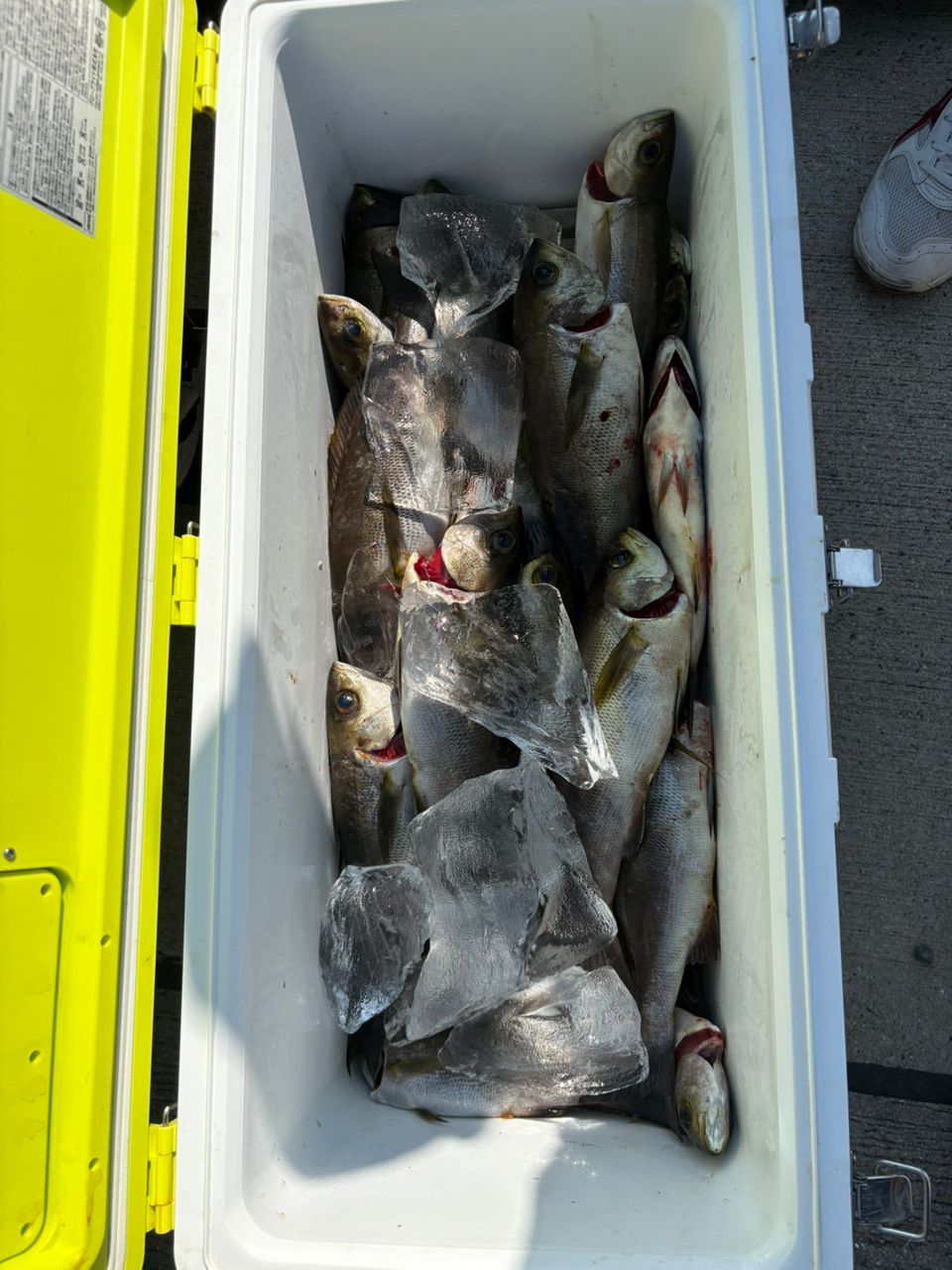 中村憲一@アクアシャインさんの釣果 3枚目の画像