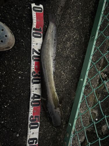 マナマズの釣果