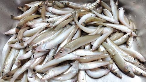 キスの釣果