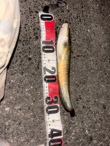 マナマズの釣果