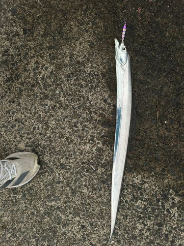 タチウオの釣果