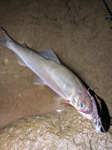 アユの釣果