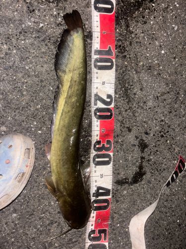 マナマズの釣果