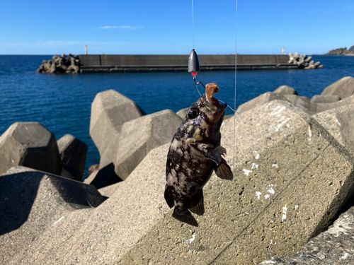 ソイの釣果