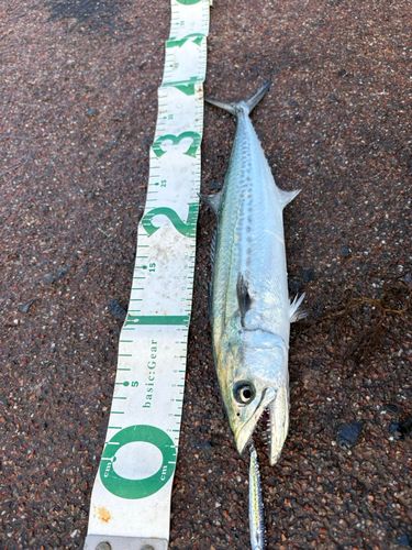 サゴシの釣果