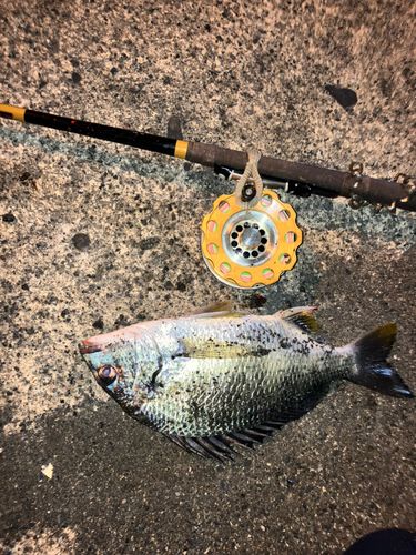 キビレの釣果