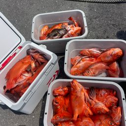 チカメキントキ