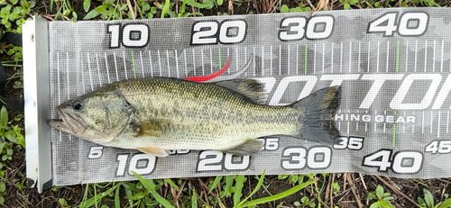 ラージマウスバスの釣果