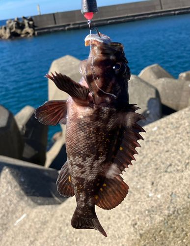 ソイの釣果