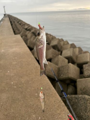 ハゼの釣果
