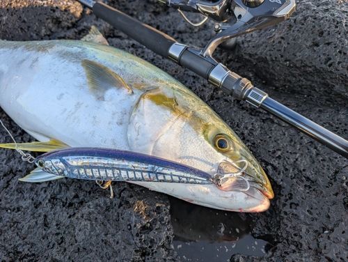 ヒラマサの釣果