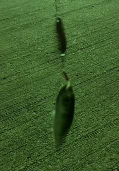 サバの釣果