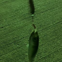 サバ