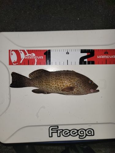 オオモンハタの釣果