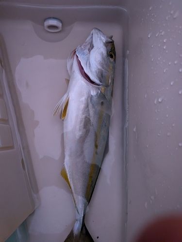 フクラギの釣果