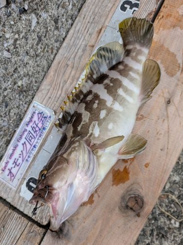 クエの釣果