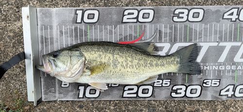ラージマウスバスの釣果