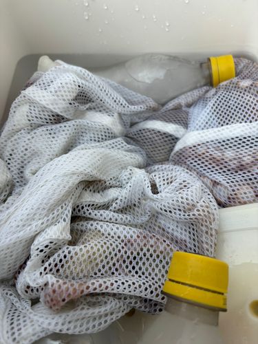 マダコの釣果