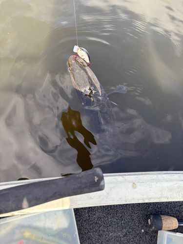 ライギョの釣果