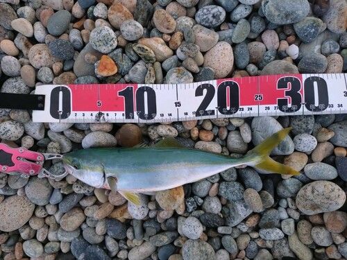 ツバイソの釣果