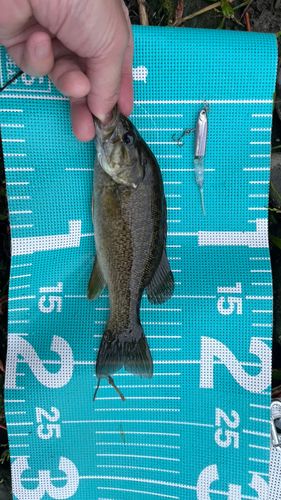 スモールマウスバスの釣果