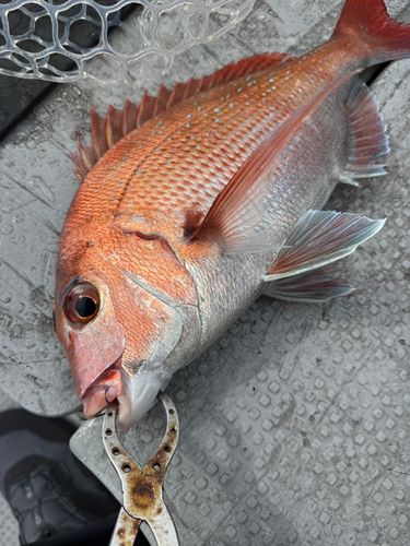 マダイの釣果
