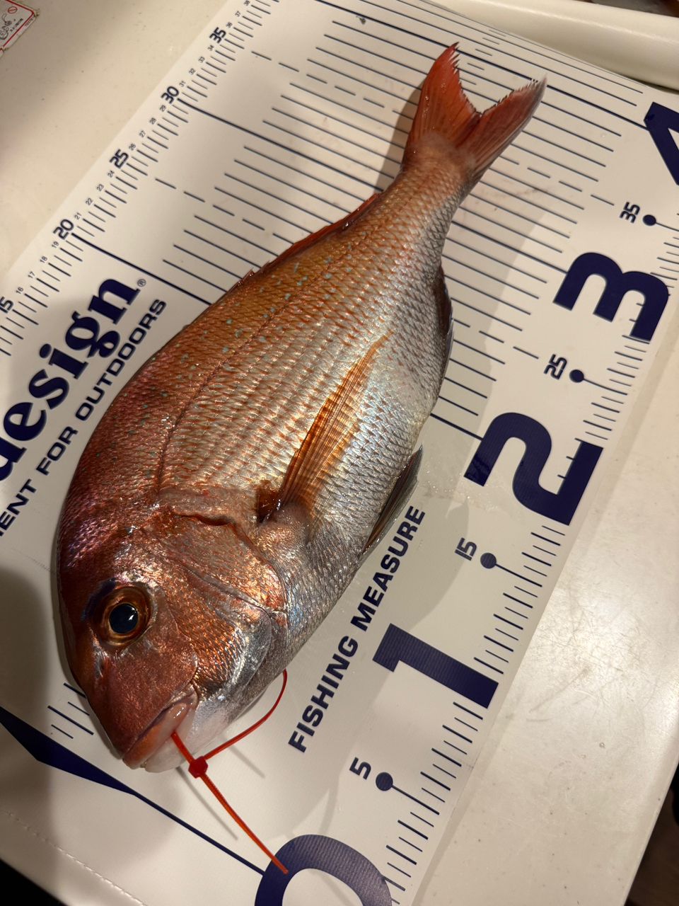 k1mrwoooonderさんの釣果 2枚目の画像