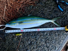 ツムブリの釣果