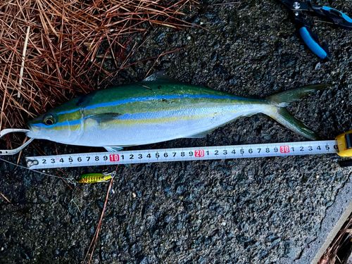 ツムブリの釣果