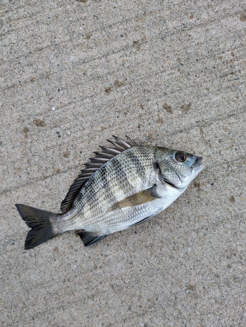 チヌ