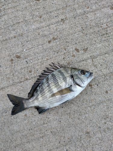 チヌの釣果