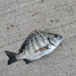 チヌ