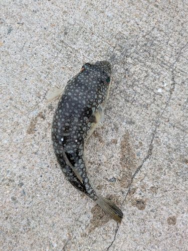 フグの釣果