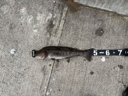 アブラコの釣果