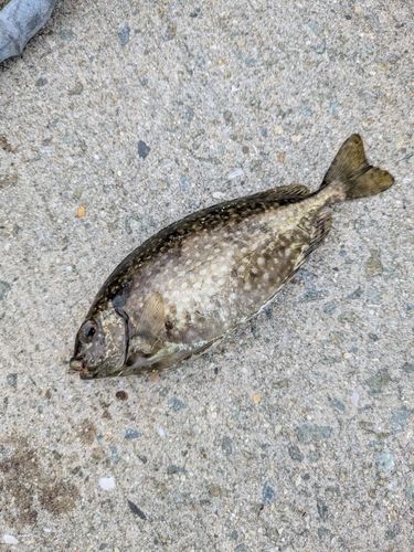 バリの釣果