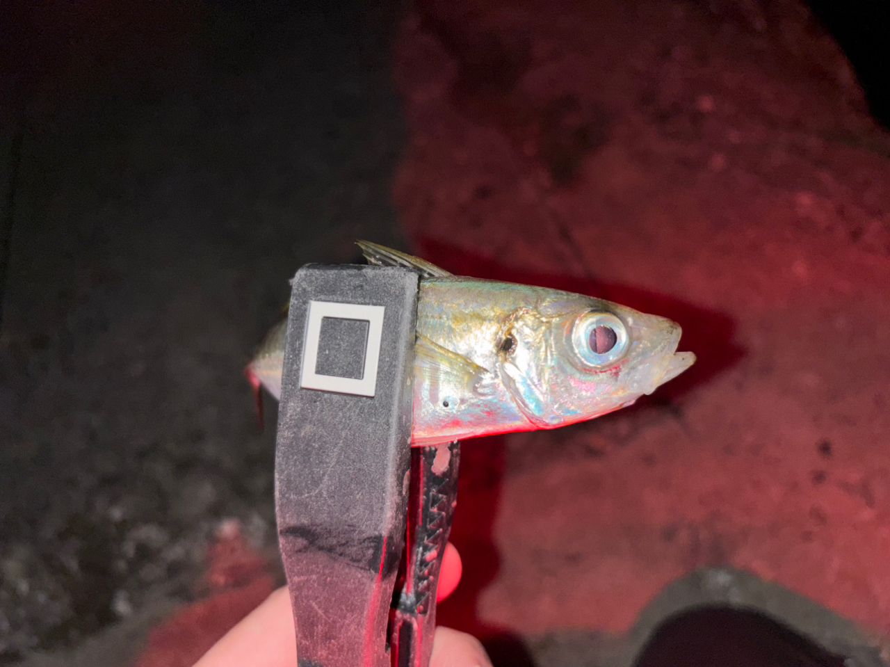 アジ