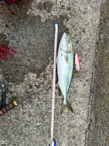 イナダの釣果