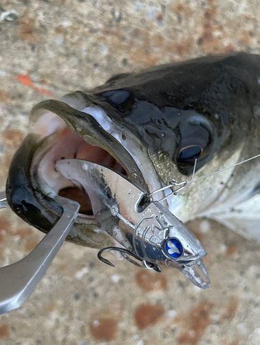 フッコ（マルスズキ）の釣果