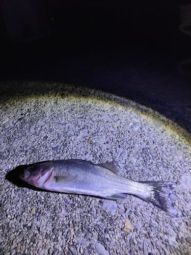 スズキの釣果